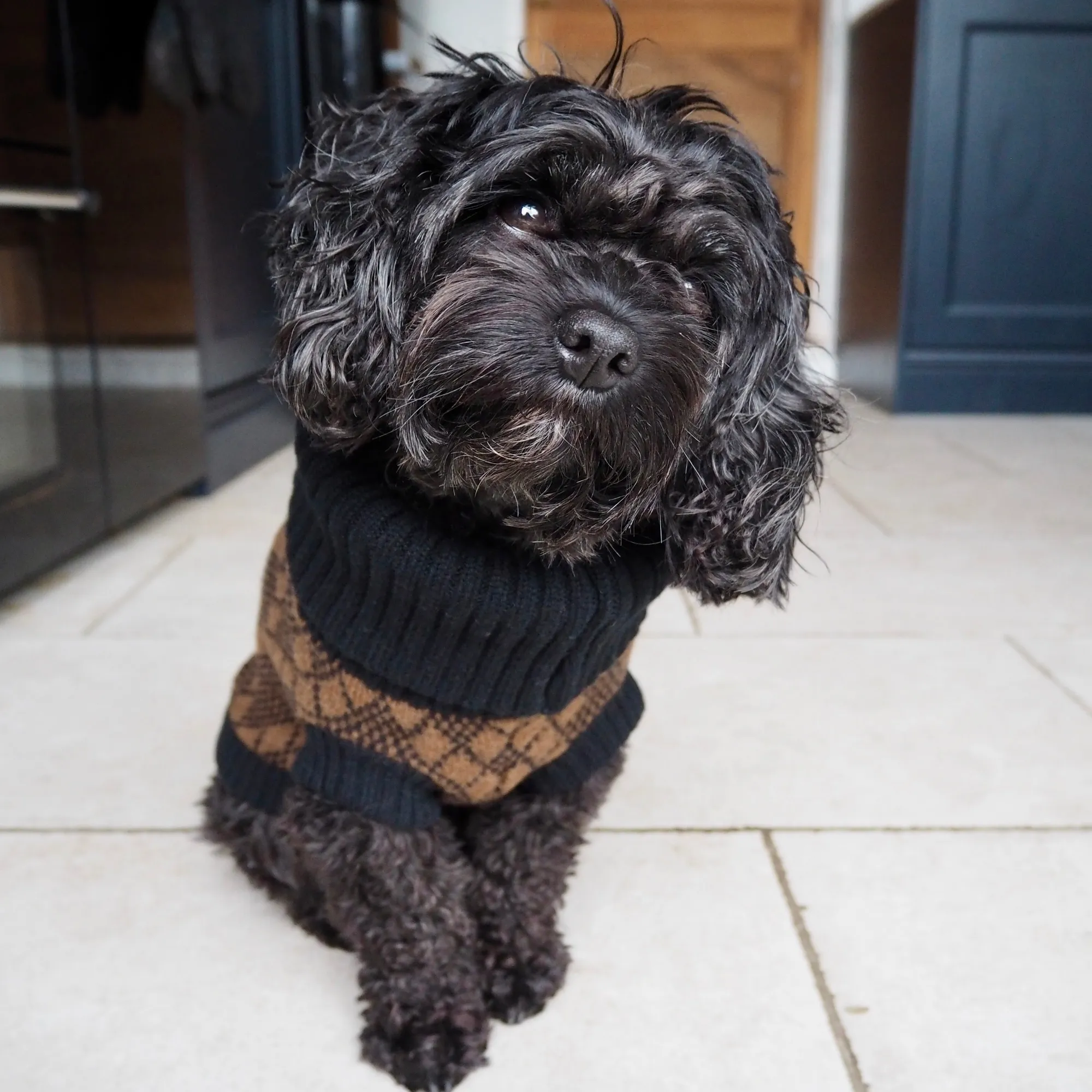 Lucy Dog Jumper Brown & Black